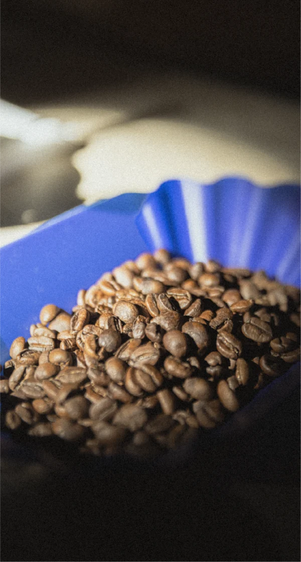 Curso Barista Inicial Intensivo